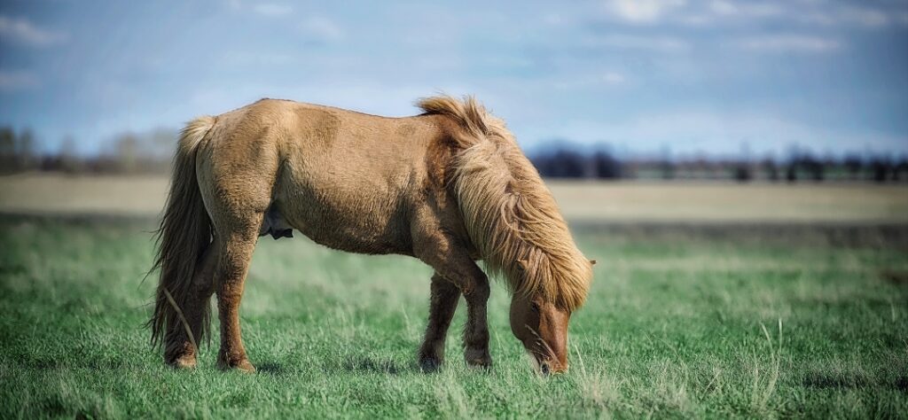pony grazing on grass